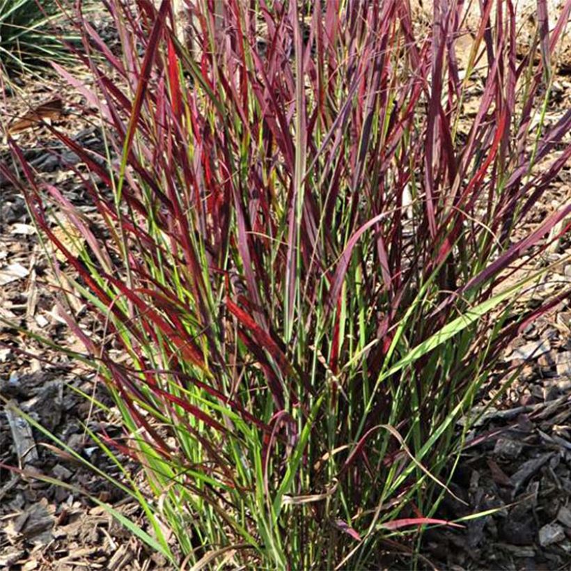 Panicum virgatum Sangria (Folhagem)