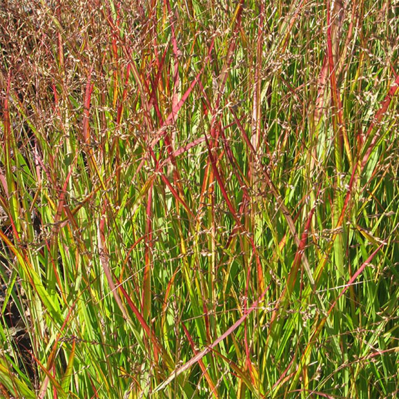 Panicum virgatum Shenandoah (Folhagem)