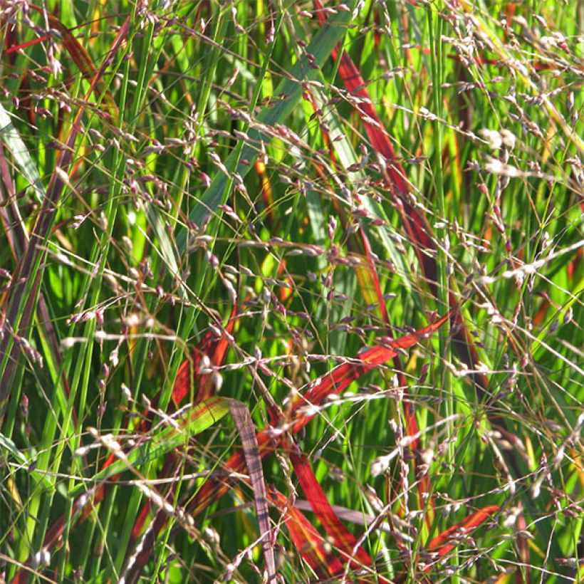 Panicum virgatum Shenandoah (Floração)