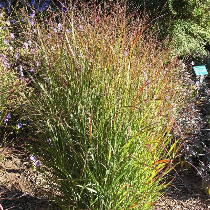 Panicum virgatum Shenandoah (Hábito)