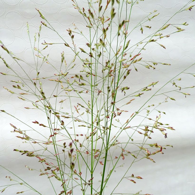 Panicum virgatum Squaw (Floração)