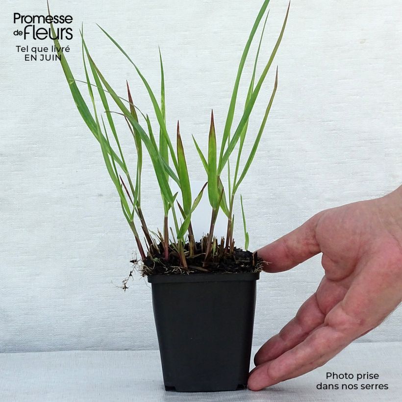Amostra de Panicum virgatum Squaw Vaso de 8/9 cm tal como entregue no verão