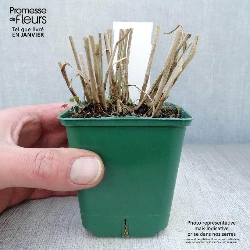 Amostra de Panicum virgatum Squaw Vaso de 8/9 cm tal como entregue no inverno