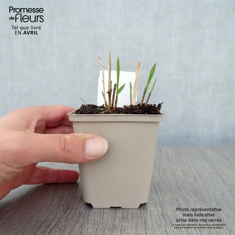 Amostra de Panicum virgatum Squaw Vaso de 8/9 cm tal como entregue na primavera