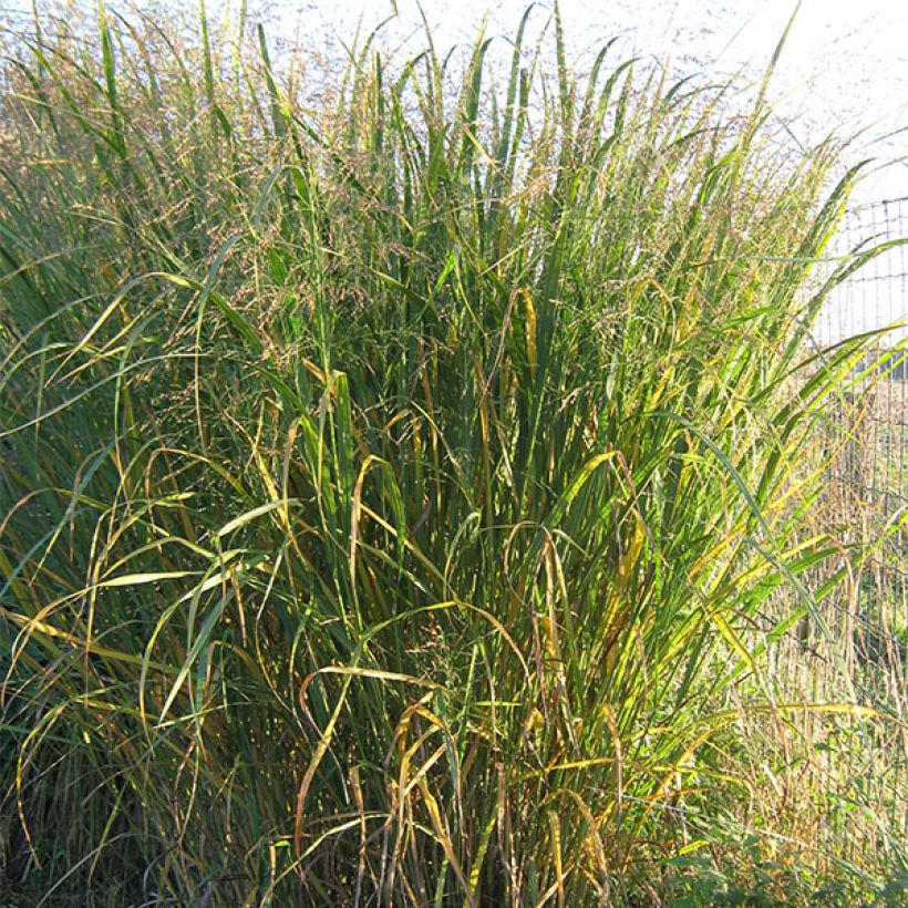 Panicum virgatum Thundercloud (Hábito)