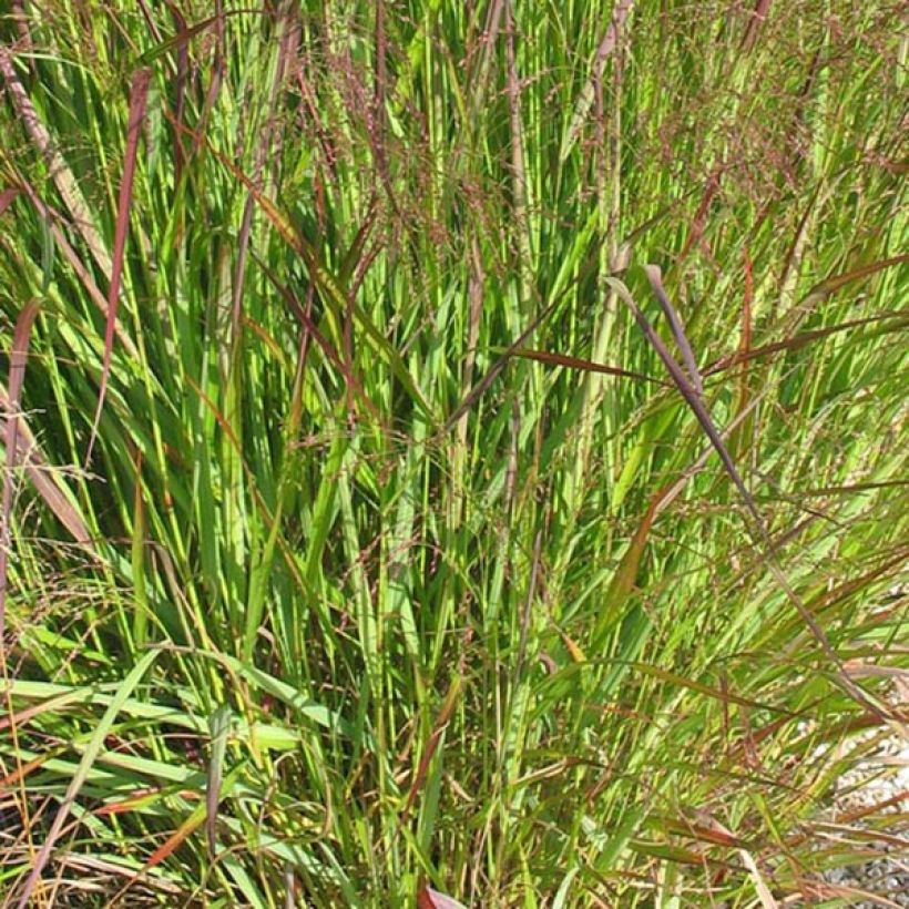 Panicum virgatum Warrior (Folhagem)