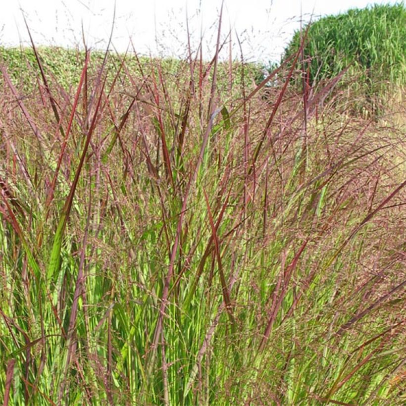 Panicum virgatum Warrior (Floração)