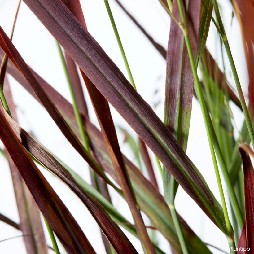 Panicum virgatum Hot Rod (Folhagem)