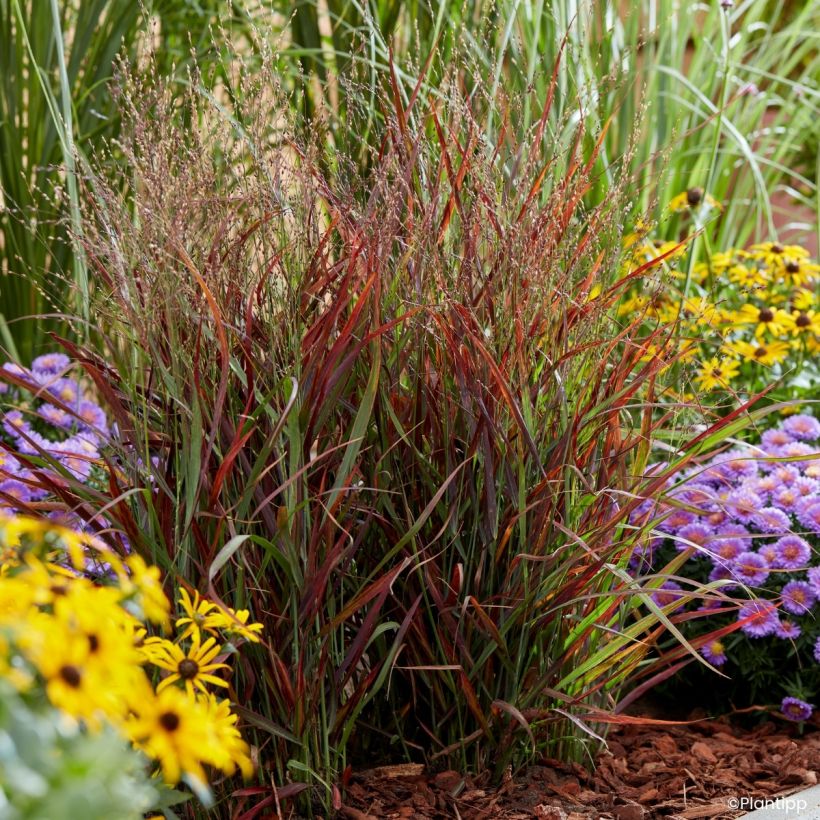 Panicum virgatum Hot Rod (Hábito)