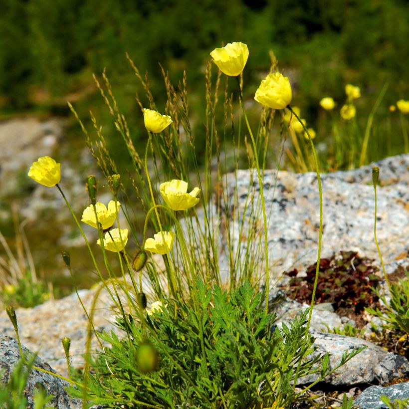 Papaver alpinum (Hábito)