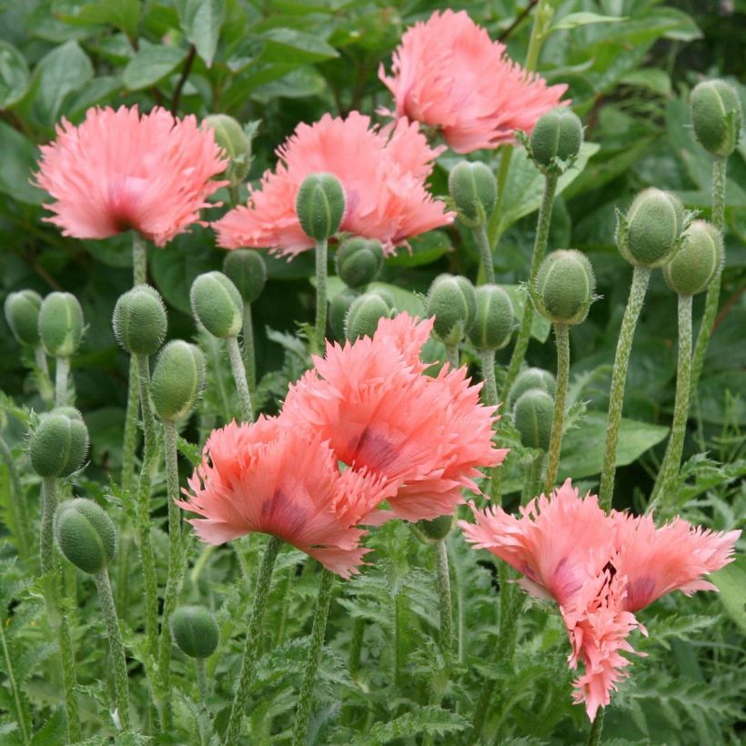 Papoila-oriental Pink Ruffles (Floração)