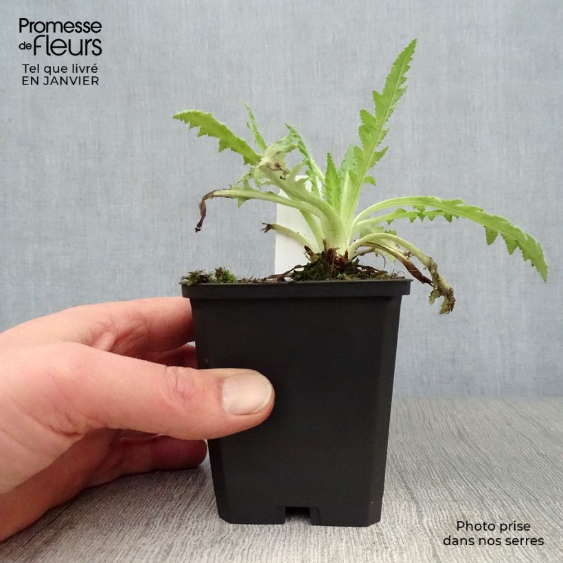 Amostra de Pavot d'Orient Pink Ruffles - Papaver orientale Vaso de 8/9 cm tal como entregue no inverno