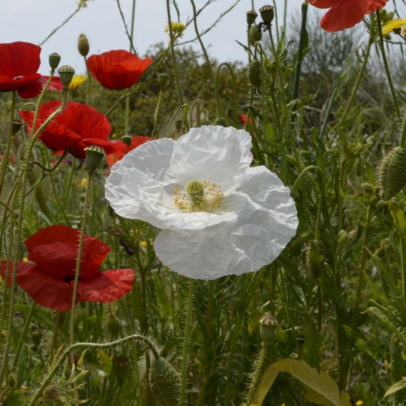 Papaver rhoeas Bridal Silk em sementes (Floração)
