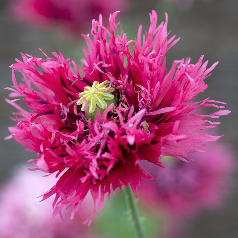 Papaver somniferum Rose Feathers em sementes (Floração)