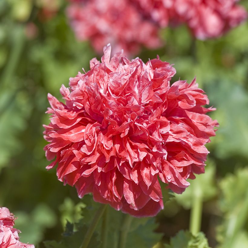 Papaver somniferum var. paeoniflorum Frosted Salmon em sementes (Floração)