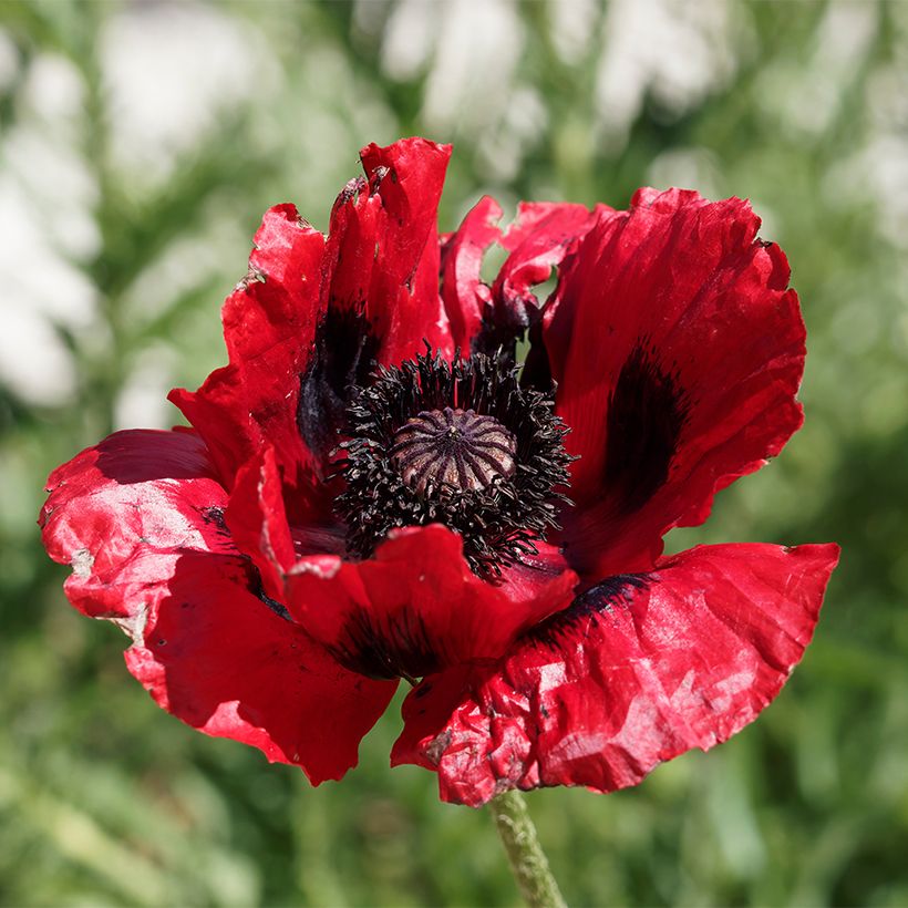 Papaver bracteatum Great Scarlet em sementes (Floração)