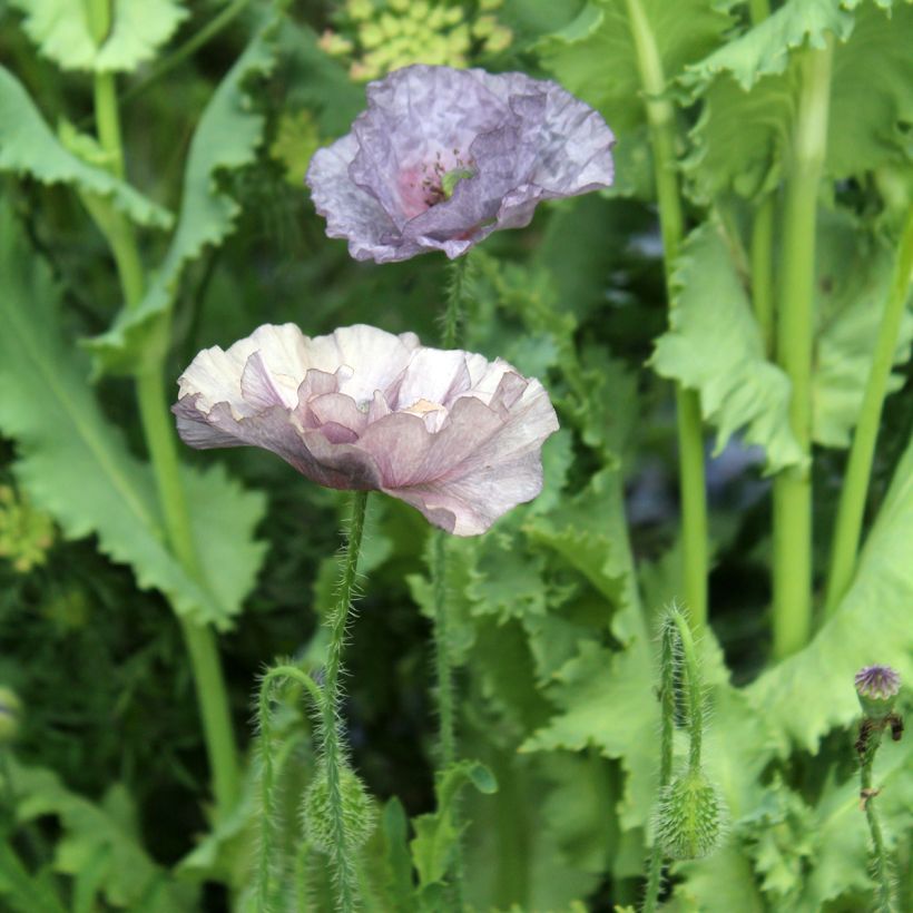 Papaver rhoeas Amazing Grey em sementes (Floração)