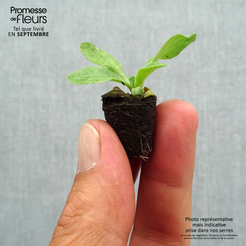 Amostra de Pâquerette Bellissima Compact Rose - Bellis perennis Mini-motte Ø 1,5/2,5 cm tal como entregue no outono