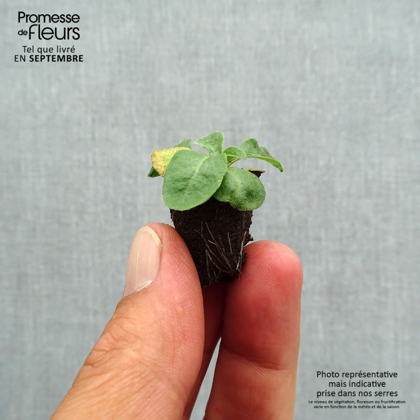 Amostra de Pâquerette Bellissima Compact White - Bellis Perennis Mini-motte Ø 1,5/2,5 cm tal como entregue no outono