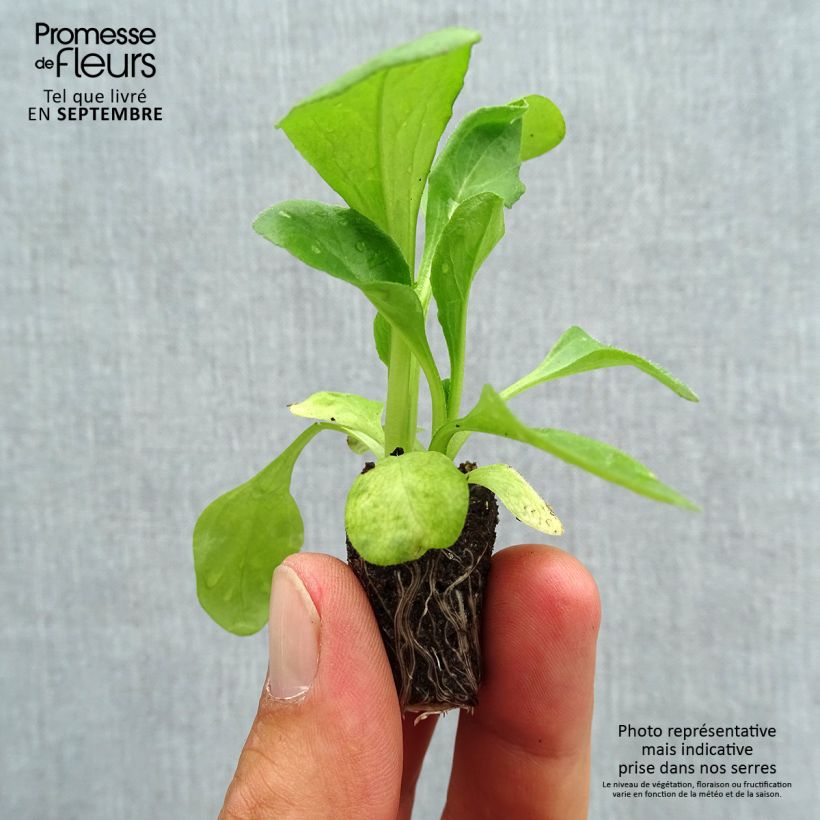 Amostra de Pâquerette Habanera en mélange Mini-motte- Bellis perennis Mini-torrão Ø 1,5/2,5 cm tal como entregue no outono