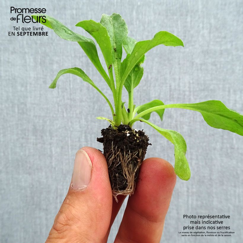 Amostra de Pâquerette Robella - Bellis Perennis Mini-torrão Ø 1,5/2,5 cm tal como entregue no outono