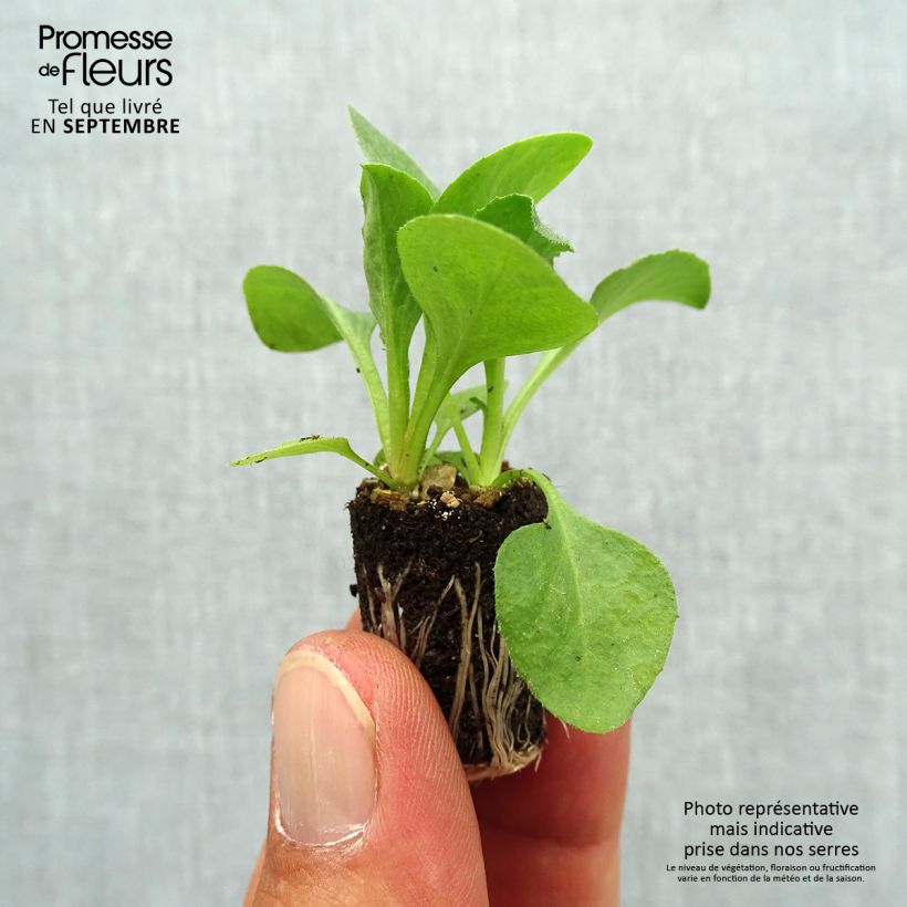 Amostra de Pâquerette Tasso Blanche Mini-motte - Bellis Perennis Mini-torrão Ø 1,5/2,5 cm tal como entregue no outono