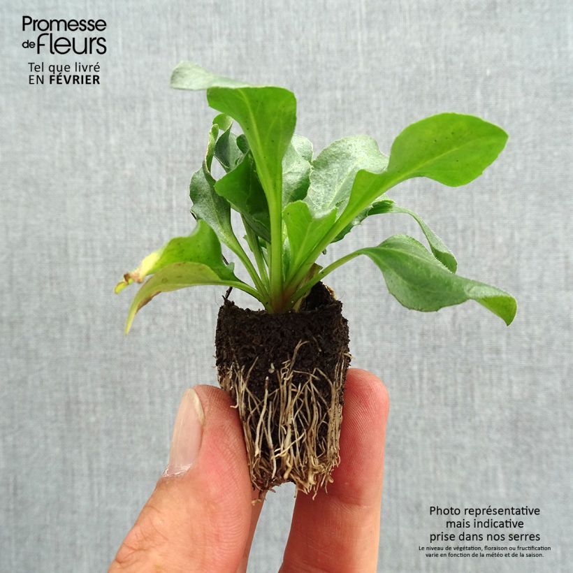 Amostra de Pâquerette Tasso Rose miini-motte - Mottes de 3,8 x 3,2 cm en plaque de culture par 16 - Bellis Perennis Jardimotte: torrão de 3,8 cm x 3,2 cm em tabuleiro de cultivo de 16 unidades tal como entregue no outono