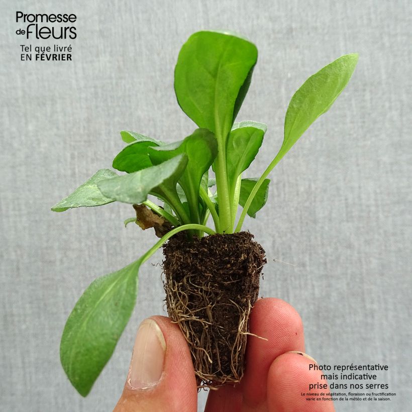 Amostra de Pâquerette Tasso Rouge Mini-motte - Mottes de 3,8 x 3,2 cm en plaque de culture par 16 Jardimotte: torrão de 3,8 cm x 3,2 cm em tabuleiro de cultivo de 16 unidades tal como entregue no outono