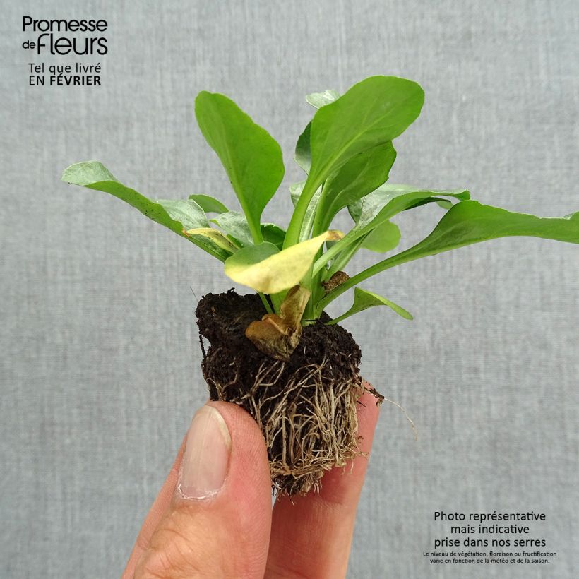 Amostra de Pâquerette Tasso Strawberries & Cream Mini-motte - Mottes de 3,8 x 3,2 cm en plaque de culture par 16 - Bellis Perennis Jardimotte: torrão de 3,8 cm x 3,2 cm em tabuleiro de cultivo de 16 unidades tal como entregue no outono