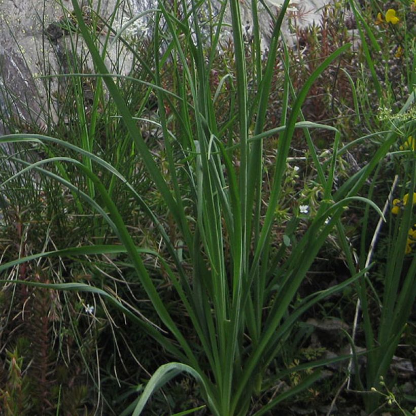 Paradisea liliastrum (Folhagem)