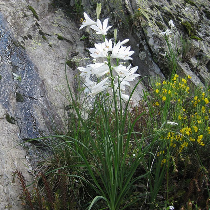 Paradisea liliastrum (Hábito)