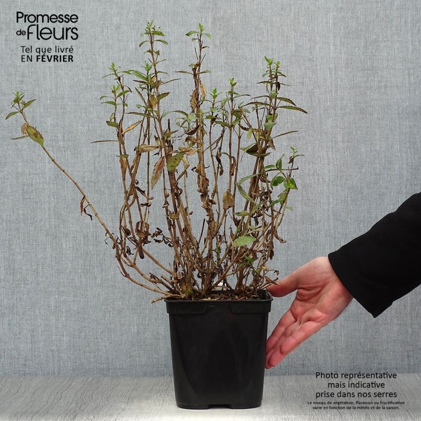 Amostra de Parahebe catarractae Avalanche - véronique arbustive Pot de 2L/3L tal como entregue no inverno