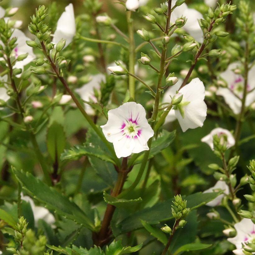 Parahebe catarractae Avalanche (Floração)