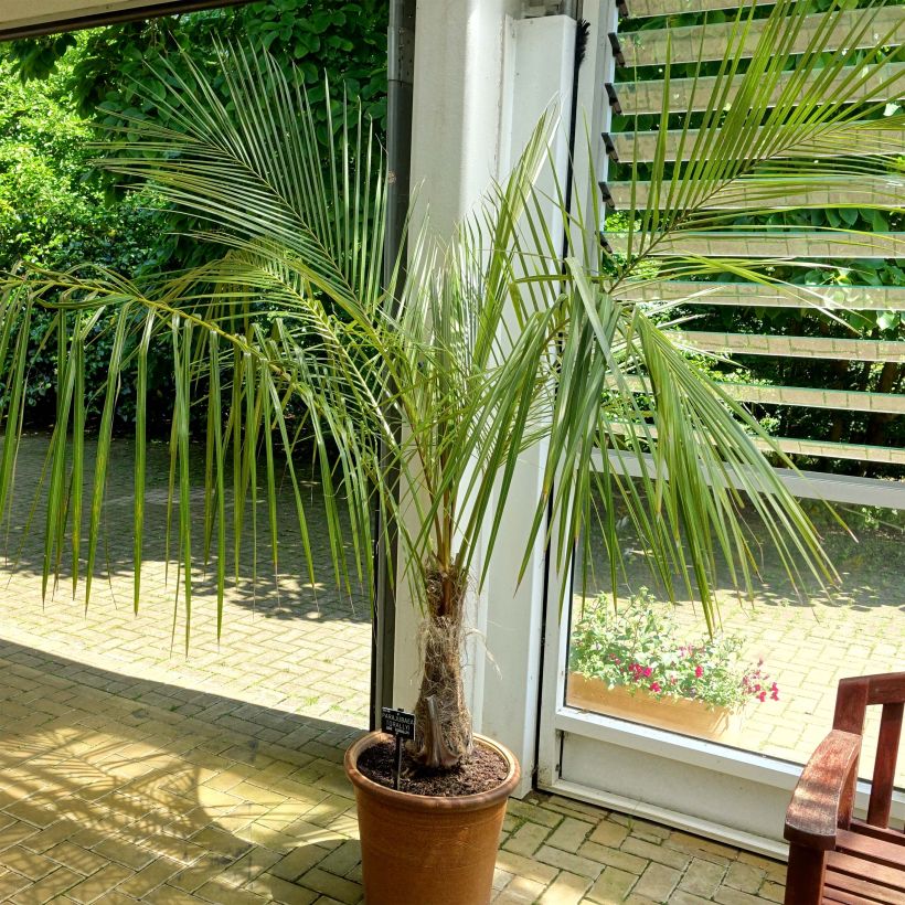 Parajubaea torallyi (Hábito)