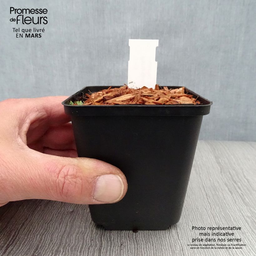 Amostra de Paris quadrifolia Vaso de 8/9 cm tal como entregue na primavera