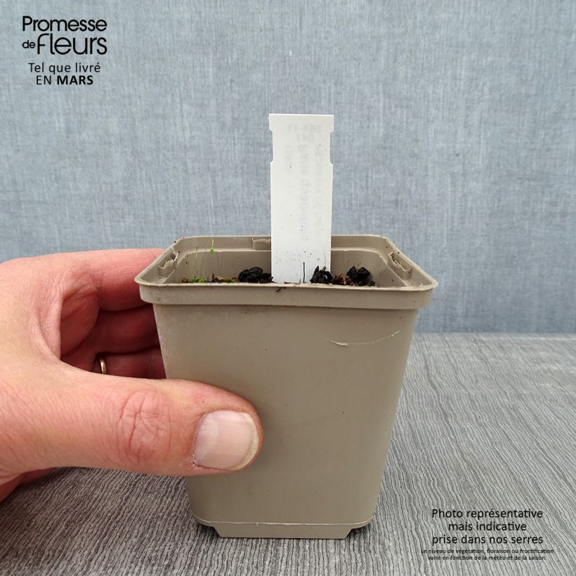 Amostra de Paris quadrifolia Vaso de 8/9 cm tal como entregue no inverno