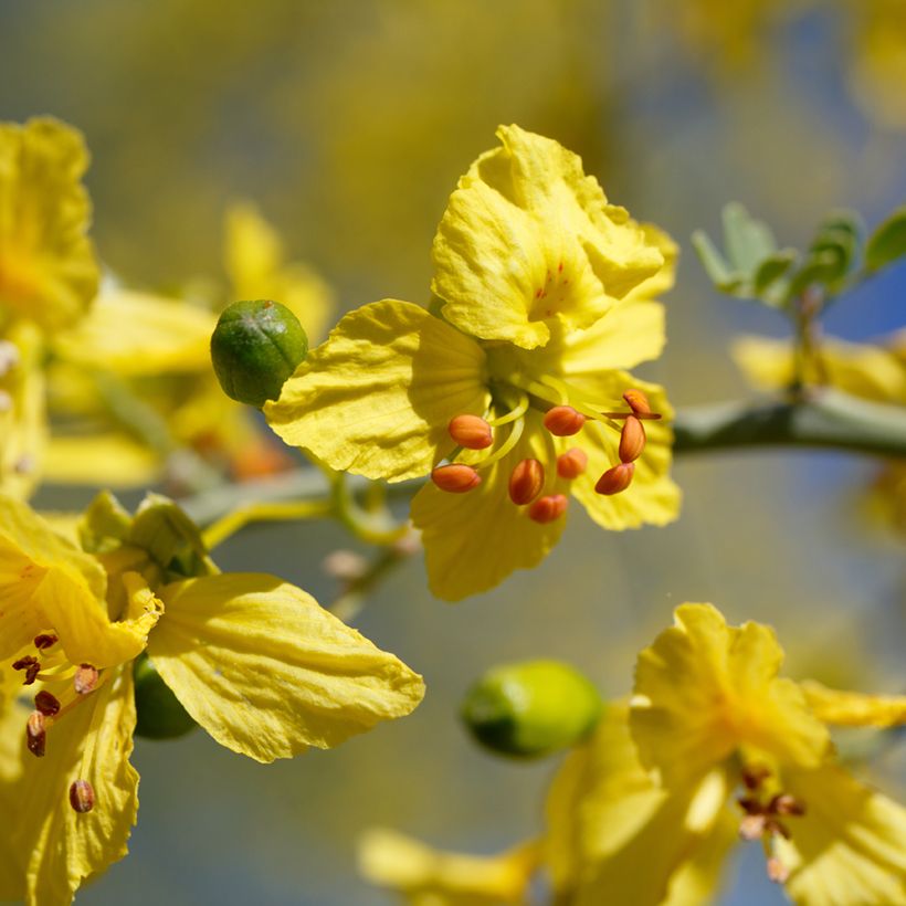 Cercidium floridum (Floração)
