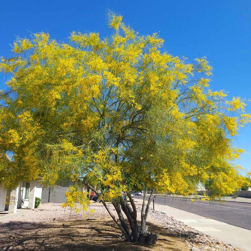 Cercidium floridum (Hábito)