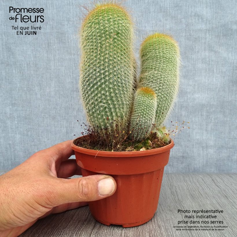 Amostra de Parodia leninghausii Vaso de 12 cm/13 cm tal como entregue no verão