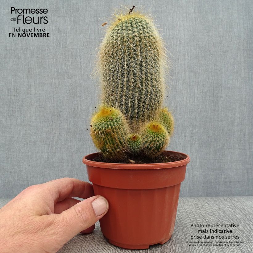 Amostra de Parodia leninghausii Vaso de 12 cm/13 cm tal como entregue no outono