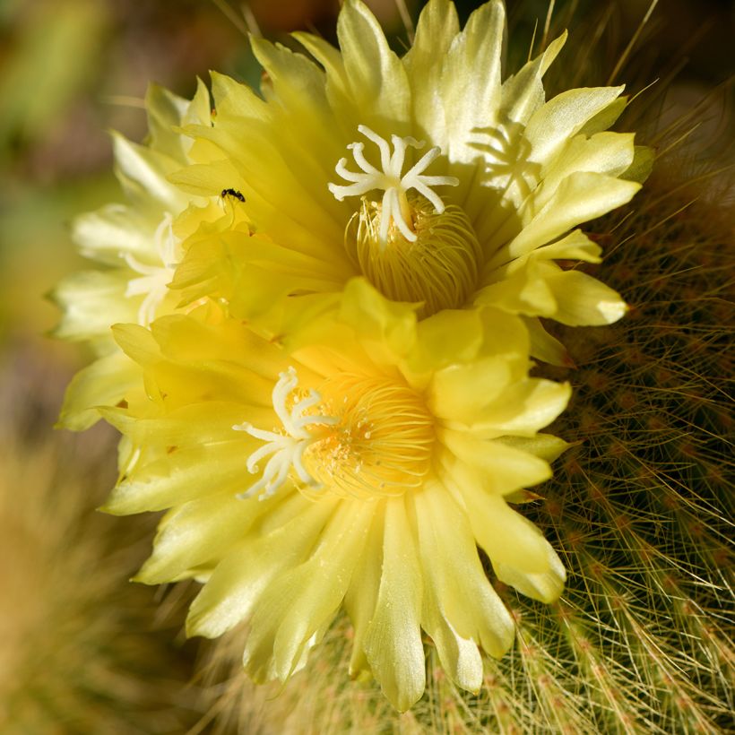 Parodia leninghausii (Floração)
