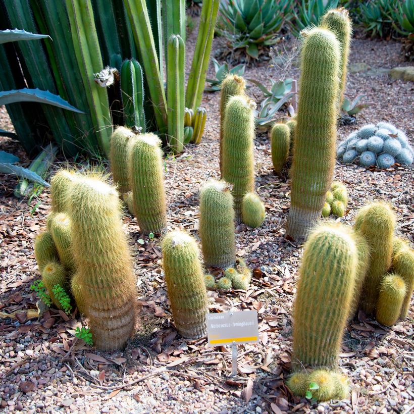 Parodia leninghausii (Hábito)