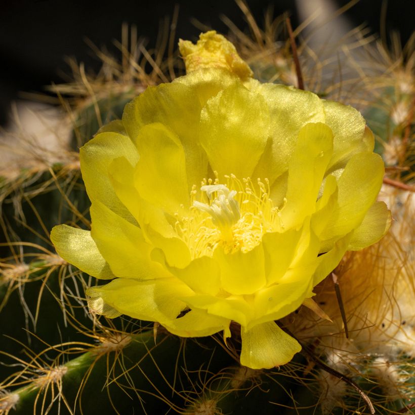 Parodia warasii - Notocactus warasii (Floração)