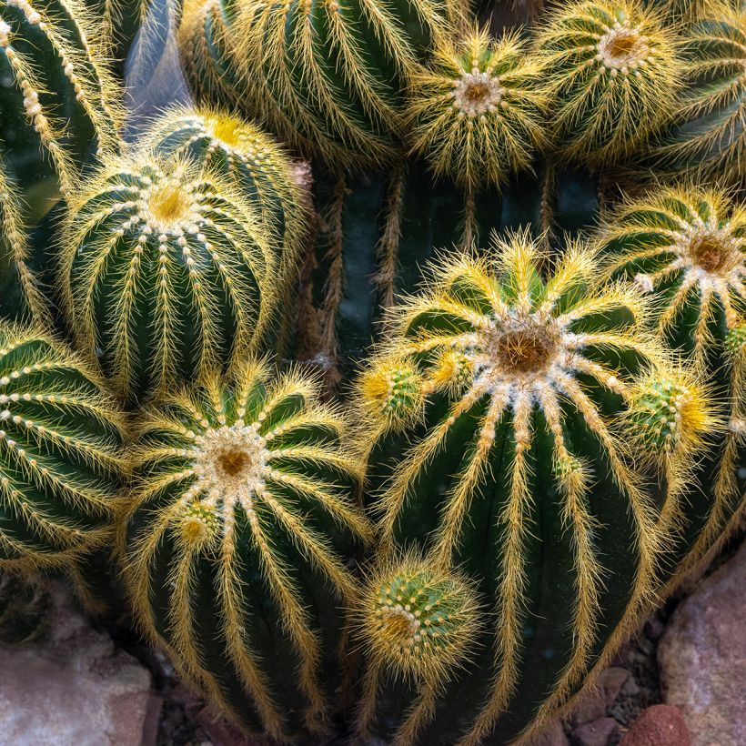 Parodia warasii - Notocactus warasii (Hábito)