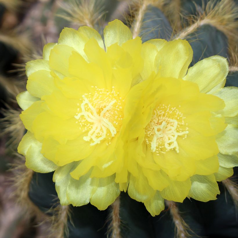 Parodia magnifica - Notocactus magnificus (Floração)