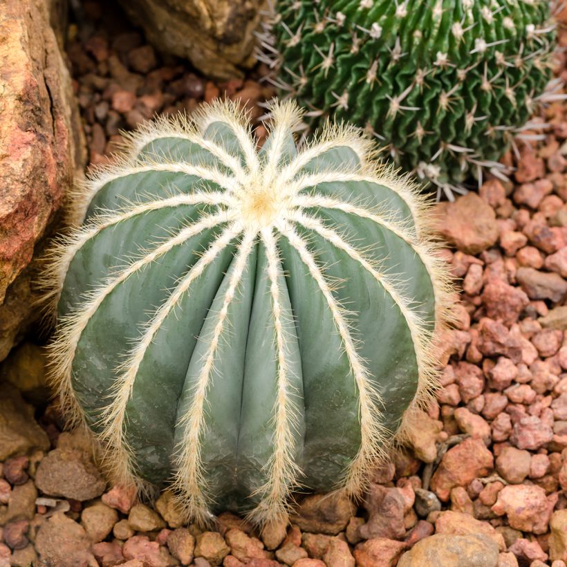 Parodia magnifica - Notocactus magnificus (Hábito)