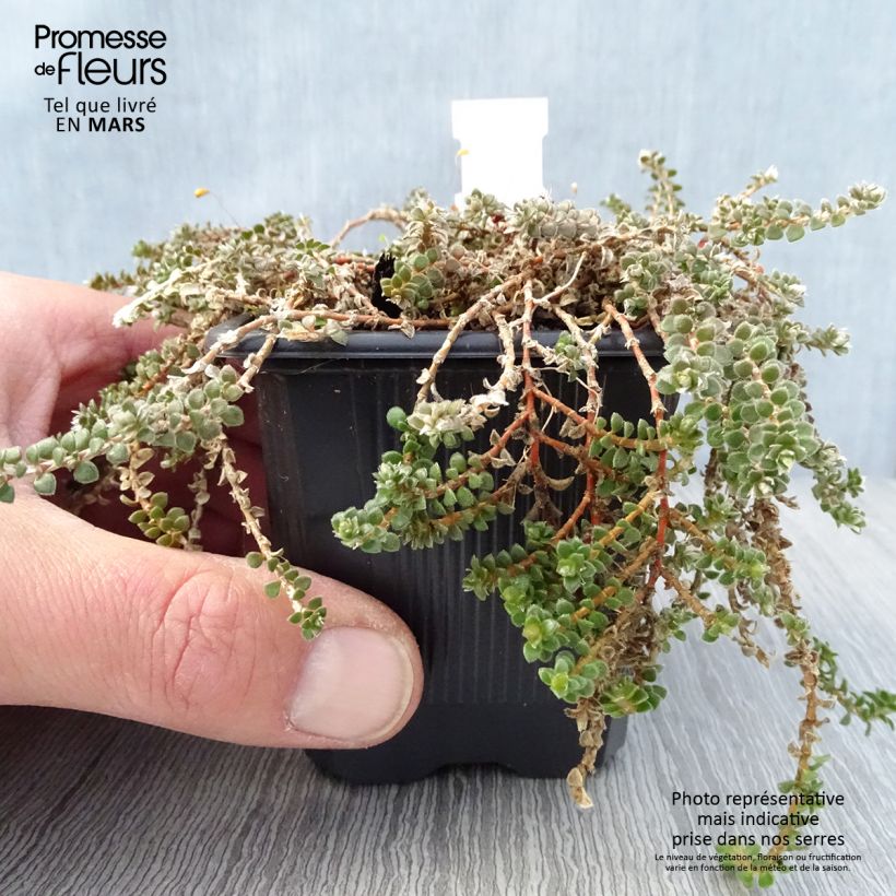 Amostra de Paronychia kapela subsp. serpyllifolia Vaso de 8/9 cm tal como entregue na primavera