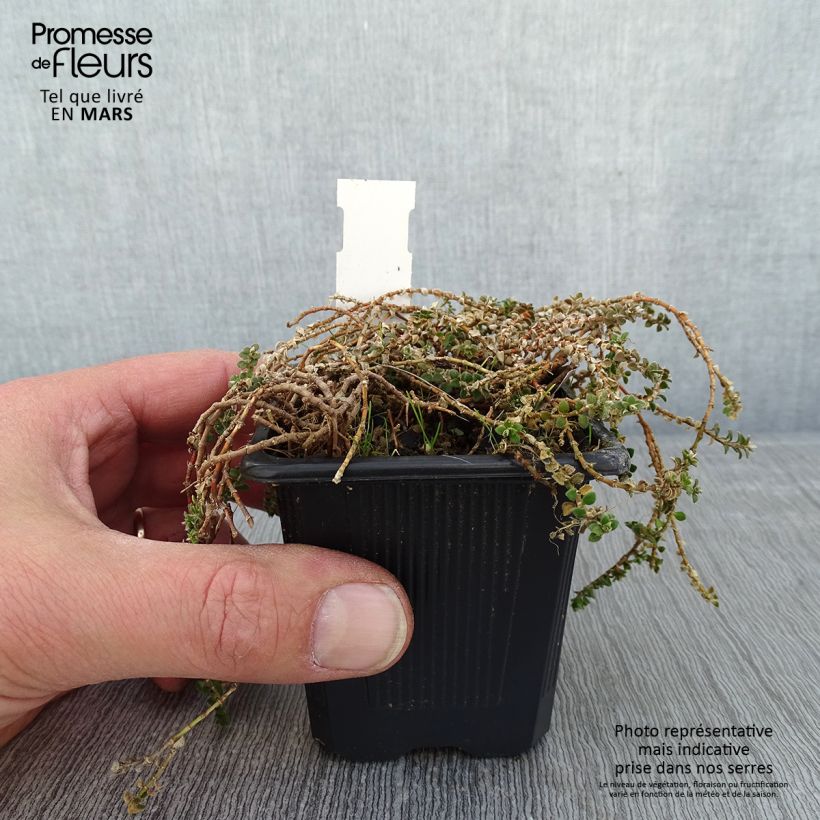 Amostra de Paronychia kapela ssp. serpyllifolia - Paronyque à feuilles de serpolet Vaso de 8/9 cm tal como entregue no inverno