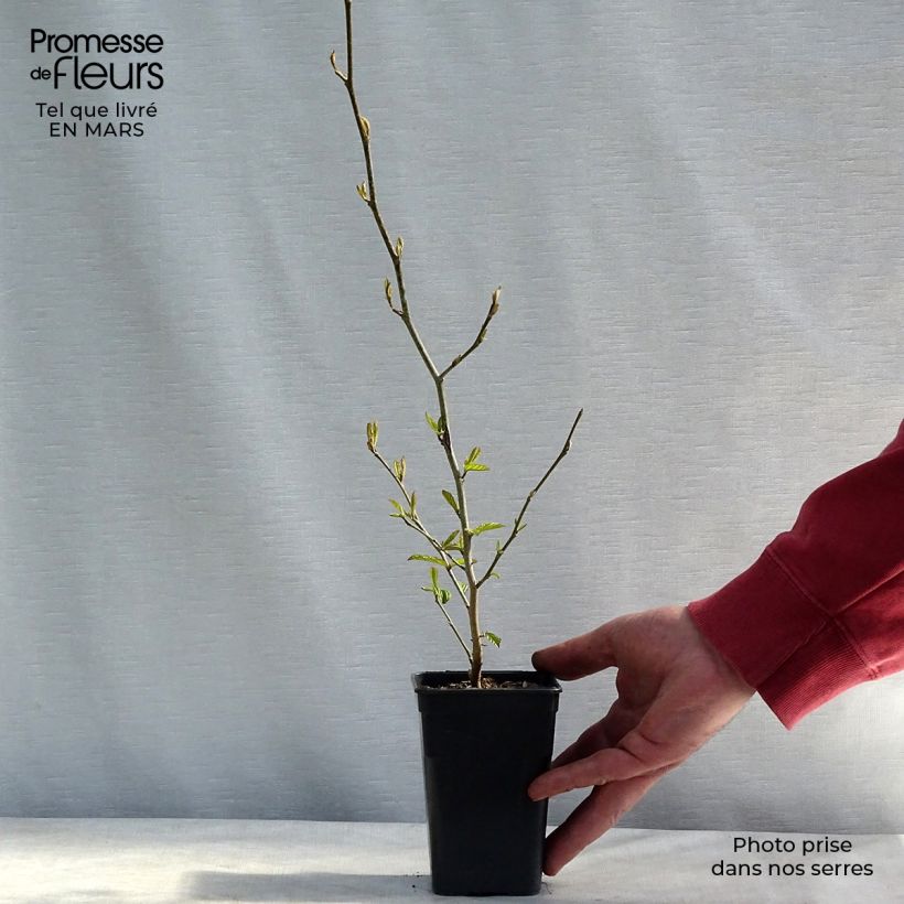 Amostra de Parrótia persica Bella Vaso de 8/9 cm tal como entregue no inverno