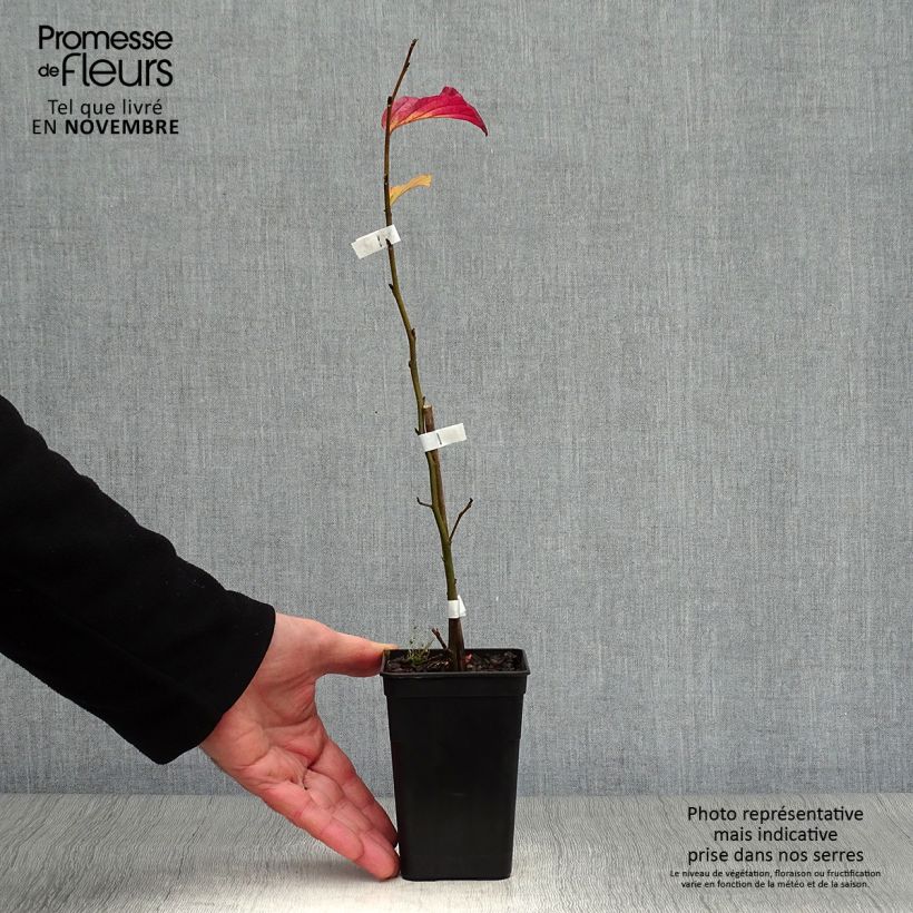 Amostra de Parrótia persica Bella Vaso de 8/9 cm tal como entregue no outono